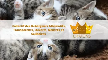 Chatons association