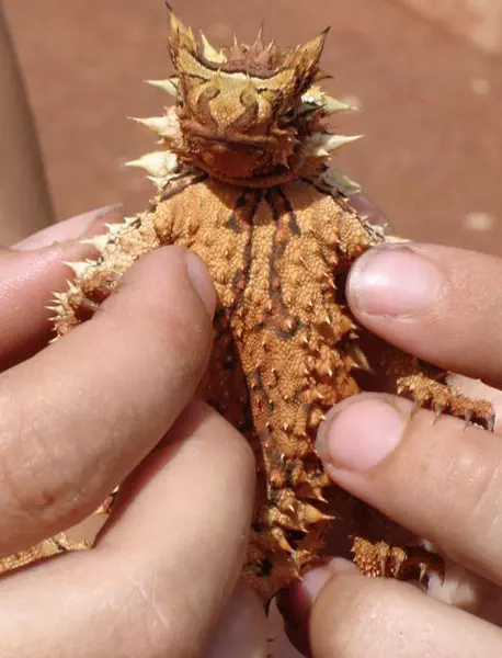 Moloch Horridus